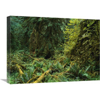 Lush vegetation in the Hoh Rain Forest, Olympic National Park, Washington-Canvas Art-24"x18"