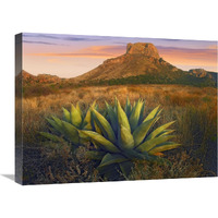 Casa Grande butte with Agave in foreground, Big Bend National Park, Texas-Canvas Art-24"x18"