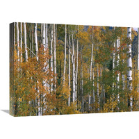 Aspen trees in fall colors, Lost Lake, Gunnison National Forest, Colorado-Canvas Art-24"x18"