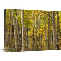 Aspen trees in autumn, Santa Fe National Forest near Santa Fe, New Mexico-Canvas Art-24"x18"