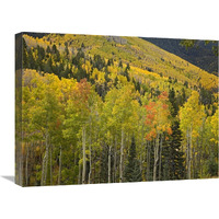 Aspen trees in autumn, Santa Fe National Forest near Santa Fe, New Mexico-Canvas Art-24"x18"