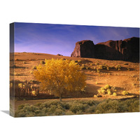 Cottonwood tree and Coyote bush with sand dunes, Monument Valley, Arizona-Canvas Art-24&quotx18"