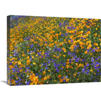 California Poppy and Desert Bluebell flowers, Antelope Valley, California-Canvas Art-24"x18"