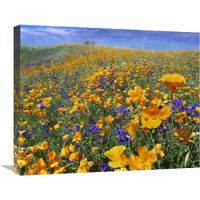 California Poppy and Desert Bluebell flowers, Antelope Valley, California-Canvas Art-24"x20"