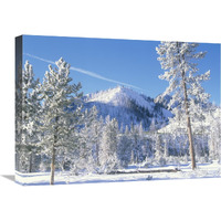 Pine trees covered with snow in winter, Yellowstone National Park, Wyoming-Canvas Art-24"x18"