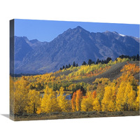 Ranger Peak and Aspen forest in autumn, Grand Teton National Park, Wyoming-Canvas Art-24"x18"