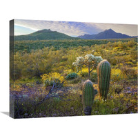 Ajo Mountains, Organ Pipe Cactus National Monument, Sonoran Desert, Arizona-Canvas Art-24"x18"