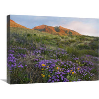 Herb of the Cross at Franklin Mountains State Park, Chihuahuan Desert, Texas-Canvas Art-24"x18"