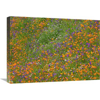 California Poppy and Desert Bluebell carpeting a spring hillside, California-Canvas Art-24"x18"