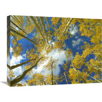 Looking up at blue sky through a canopy of fall colored Aspen trees, Colorado-Canvas Art-24"x18"