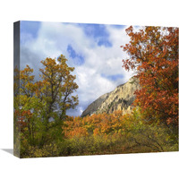 Trees and shrubs in autumn, Marcellina Mountain, Raggeds Wilderness, Colorado-Canvas Art-22"x18.26"