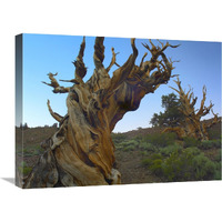 Foxtail Pine tree, ancient trees, Schulman Grove, White Mountains, California-Canvas Art-24"x18"