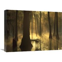 Bald Cypress grove in freshwater swamp at dawn, Lake Fausse Pointe, Louisiana-Canvas Art-24&quotx18"