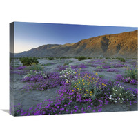 Sand Verbena and Desert Sunflowers Anza-Borrego Desert State Park, California-Canvas Art-24"x18"