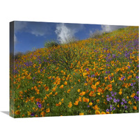 California Poppy and Desert Bluebells carpeting a spring hillside, California-Canvas Art-24"x18"