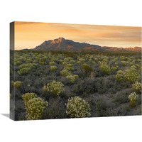 Pepperweed meadow beneath El Capitan, Guadalupe Mountains National Park, Texas-Canvas Art-24"x18"