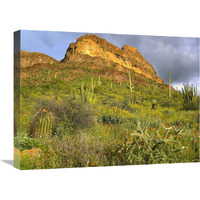 Organ Pipe Cactus Organ Pipe Cactus National Monument, Sonoran Desert, Arizona-Canvas Art-24"x18"