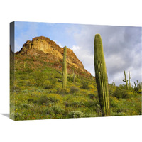 Organ Pipe Cactus Organ Pipe Cactus National Monument, Sonoran Desert, Arizona-Canvas Art-24"x18"