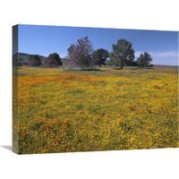 California Poppy and Eriophyllum flowers in field, Antelope Valley, California-Canvas Art-24"x18"