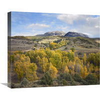 Quaking Aspen forest and Chair Mountain in autumn, Raggeds Wilderness, Colorado-Canvas Art-22"x18.26"