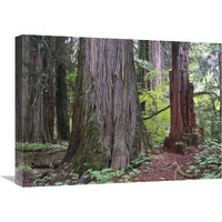 Western Red Cedars grove of the patriarchs, Mt Rainier National Park, Washington-Canvas Art-24&quotx18"