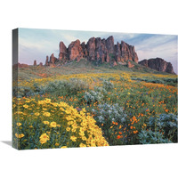 California Brittlebush Lost Dutchman State Park, Superstition Mountains, Arizona-Canvas Art-24"x18"