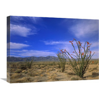 Ocotillo and the Vallecito Mountains, Anza-Borrego Desert State Park, California-Canvas Art-24"x18"