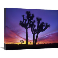 Joshua Trees at sunrise near Quail Springs, Joshua Tree National Park, California-Canvas Art-24&quotx18"