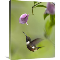 Purple-throated Woodstar hummingbird hovering near Bougainveillea flower, Ecuador-Canvas Art-18"x24"