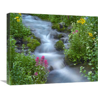 Orange Sneezeweed and Indian Paintbrush beside stream, Yankee Boy Basin, Colorado-Canvas Art-24&quotx20"