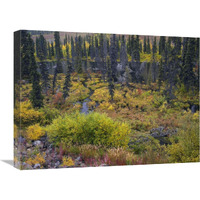 Beaver pond amid boreal forest, Tombstone Territorial Park, Yukon Territory, Canada-Canvas Art-24"x18"