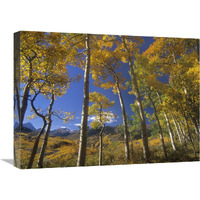 Aspen in fall colors and Maroon Bells, Elk Mountains, Snowmass Wilderness, Colorado-Canvas Art-24&quotx18"