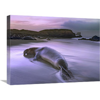 Northern Elephant Seal bull laying at surf"s edge, Point Piedras Blancas, California-Canvas Art-24"x18"