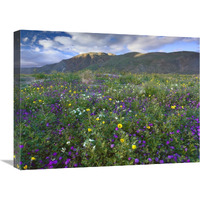 Wildflowers carpeting the ground beneath Coyote Peak, Anza-Borrego Desert, California-Canvas Art-24&quotx18"