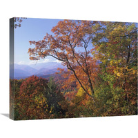 Deciduous forest in autumn, Blue Ridge Parkway, Great Smoky Mountains, North Carolina-Canvas Art-24&quotx20"