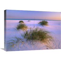 Sea Oats growing on beach, Santa Rosa Island, Gulf Islands National Seashore, Florida-Canvas Art-24"x18"