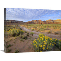 Wildflowers growing along dirt road, Temple of the Moon, Capitol Reef National Park, Utah-Canvas Art-24&quotx20"