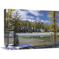 Boreal forest in light snow, Opabin Plateau, Yoho National Park, British Columbia, Canada-Canvas Art-24&quotx18"