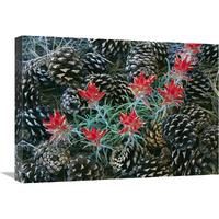 Indian Paintbrush surrounded by pine cones, South Rim, Grand Canyon National Park, Arizona-Canvas Art-24&quotx18"