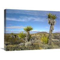 Cinder Cones, Joshua Tree and other desert vegetation, Mojave National Preserve, California-Canvas Art-24&quotx18"