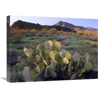 Beavertail Cactus with Picacho Mountain in the background, Pichaco Peak State Park, Arizona-Canvas Art-24"x18"