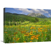 Orange Sneezeweed blooming in meadow with East Beckwith Mountain in the background, Colorado-Canvas Art-24"x18"