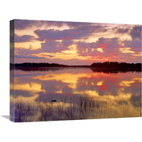 American Alligator surfacing in Nine Mile Pond at sunrise, Everglades National Park, Florida-Canvas Art-24"x18"