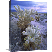 Teddy Bear Cholla or Jumping Cholla under stormy skies, Joshua Tree National Park, California-Canvas Art-18"x24"