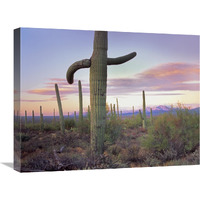 Saguaro cactus field with Sierrita Mountains in the background, Saguaro National Park, Arizona-Canvas Art-24"x18"