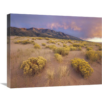 Sagewort on sand dune, Sangre de Cristo Mountains, Great Sand Dunes National Monument, Colorado-Canvas Art-24"x18"