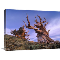 Foxtail Pine ancient trees at Schulman Grove, White Mountains, Inyo National Forest, California-Canvas Art-24"x18"