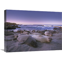 Northern Elephant Seal juveniles laying on the beach, Point Piedras Blancas, Big Sur, California-Canvas Art-24&quotx18"