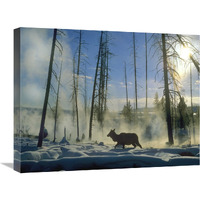 Elk female in the snow with steam rising from nearby hot spring, Yellowstone National Park, Wyoming-Canvas Art-24&quotx18"