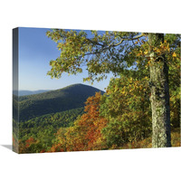 Broadleaf forest in fall colors as seen from Doyles River Overlook, Shenandoah National Park, Virginia-Canvas Art-24"x18"